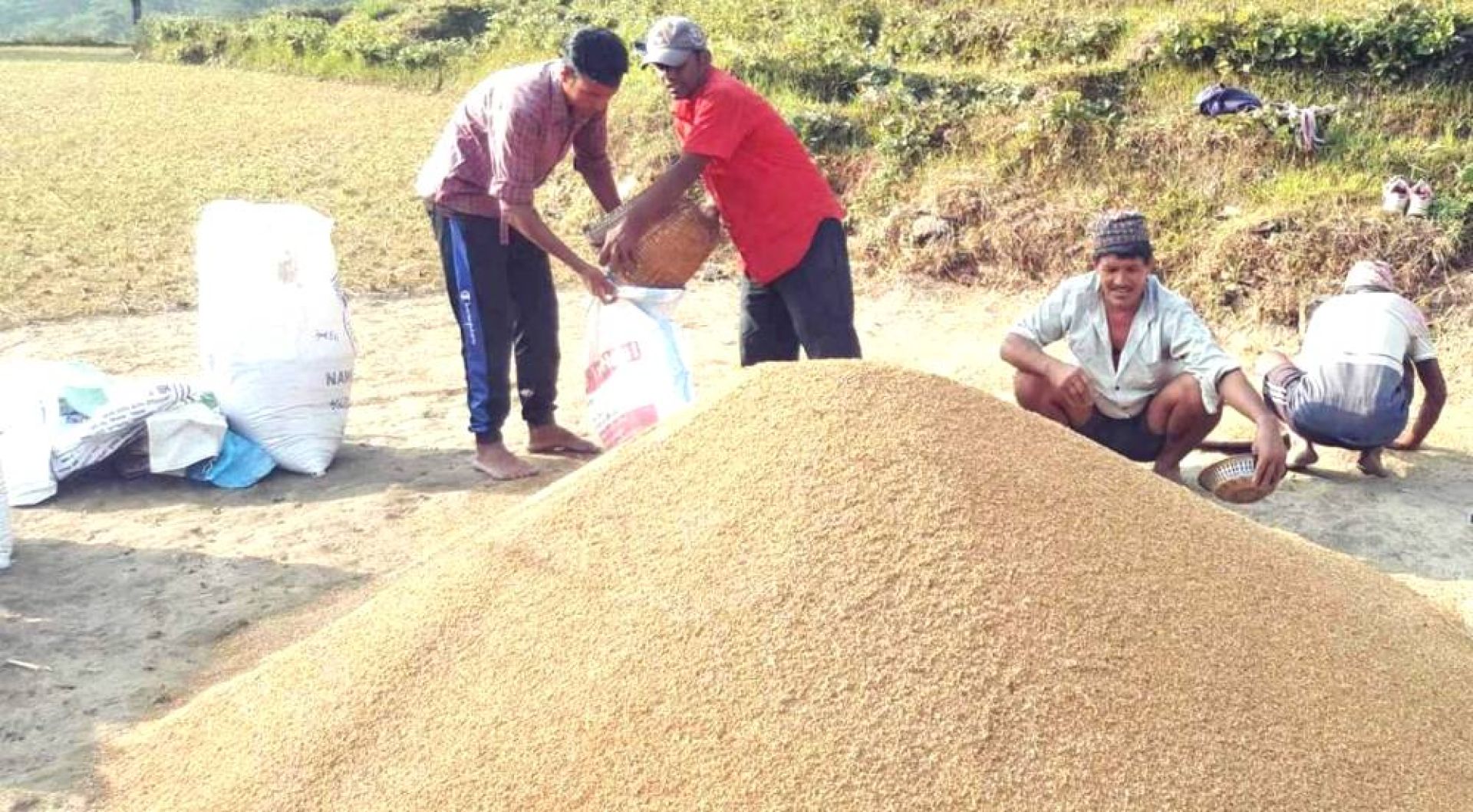 व्यापारीले भनेकै मूल्यमा किसान धान बिक्री गर्न बाध्य