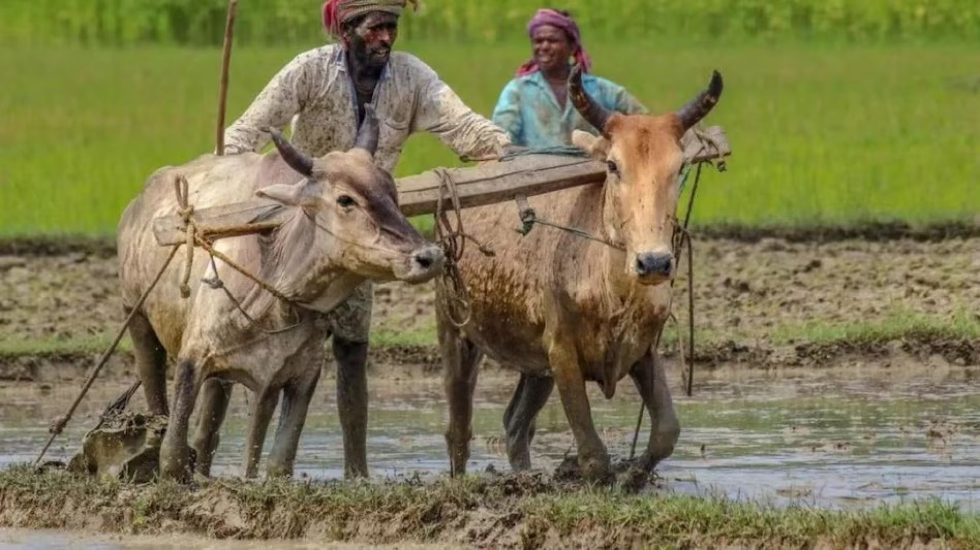 किसान सूचीकरणमा उल्लेखनीय वृद्धि, करिब तीन लाख किसान थपिए 