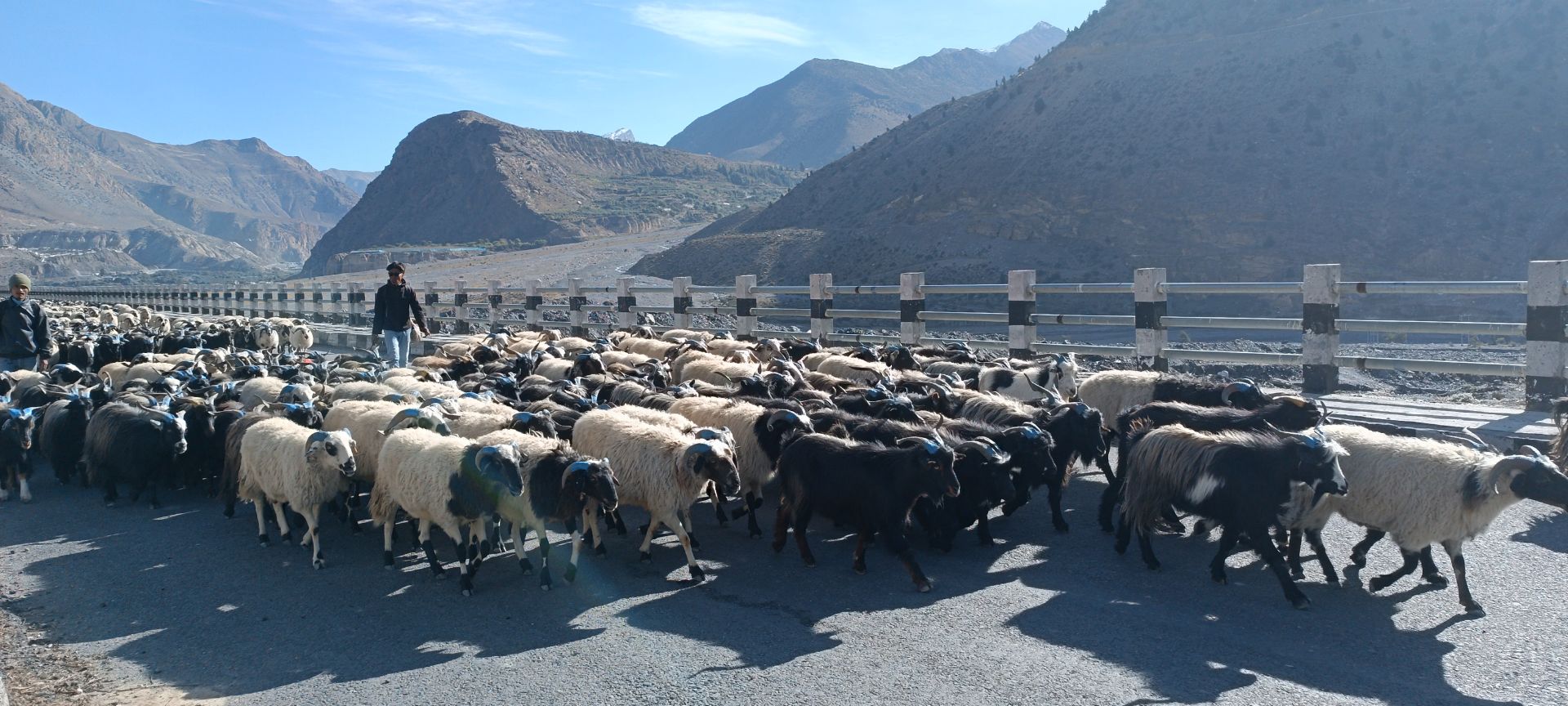 मुस्ताङ मार्ग हुँदै ३५ करोड बढीका भेडाच्याङ्ग्रा निकासी, च्याङ्ग्राको औसत मूल्य ३३ हजार