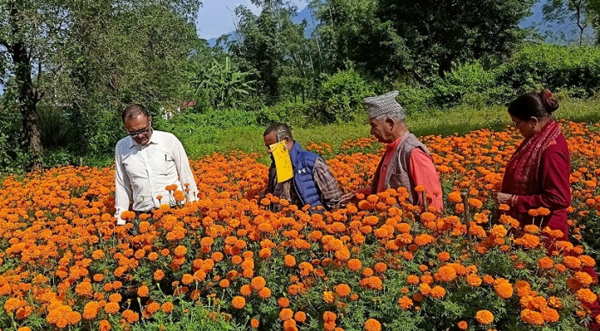 विदेशको मोह छाडेर फूलखेतीमा रमाएका उमेशले सयपत्री बेचेर कमाए नौ लाख 