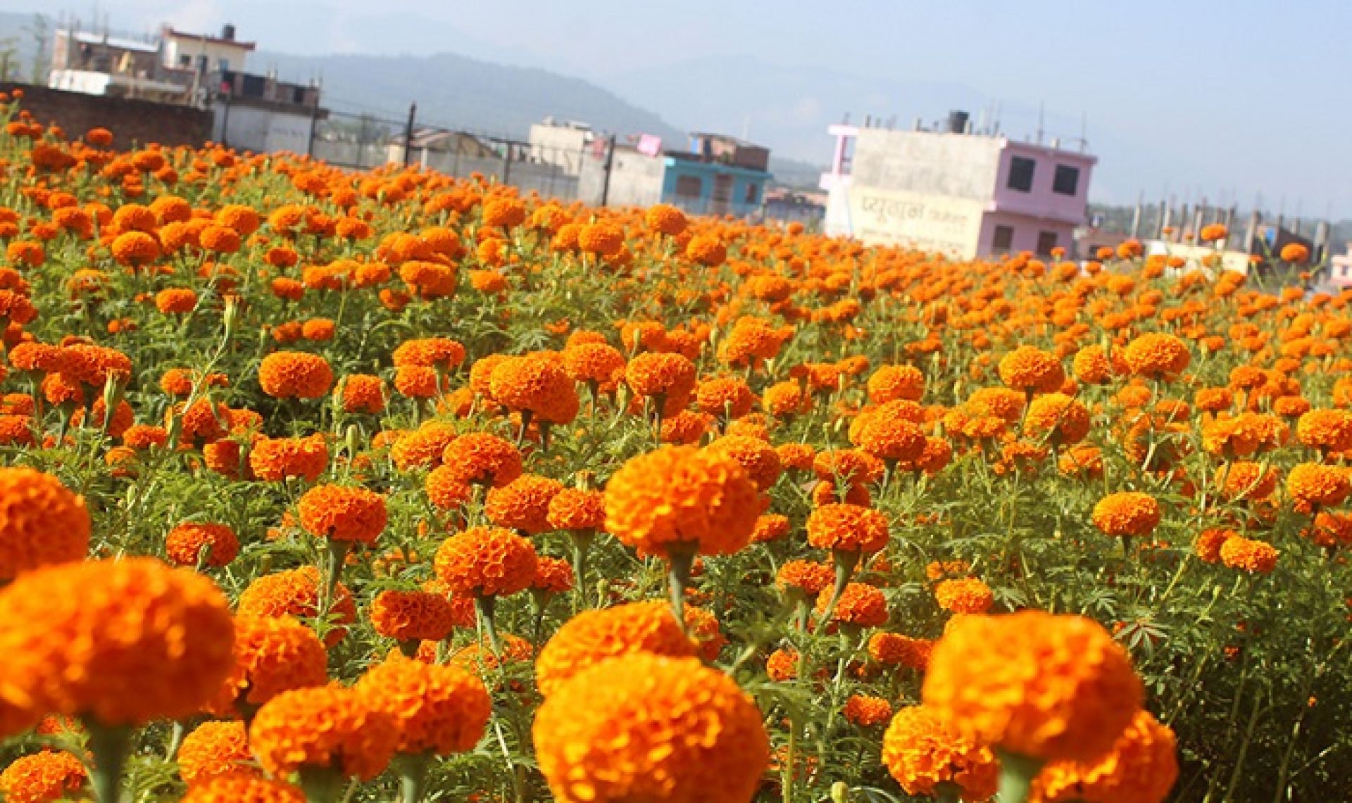 एक लाख लागतमा वालिङ सहकारीले थाल्यो फूलखेती